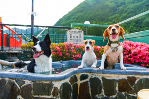 3つのドッグランを持つ愛犬・愛猫の宿 きぬ川国際ホテル