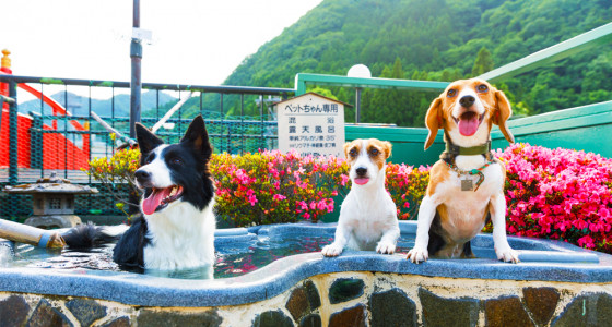 3つのドッグランを持つ愛犬・愛猫の宿 きぬ川国際ホテル