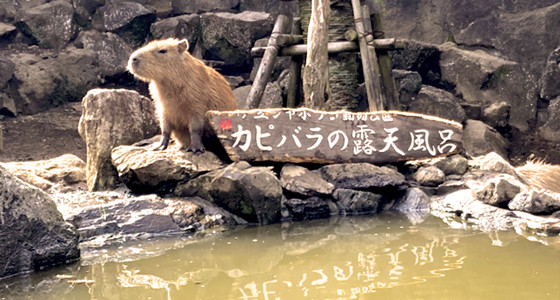 伊豆シャボテン動物公園