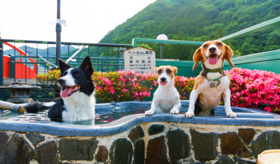 3つのドッグランを持つ愛犬・愛猫の宿 きぬ川国際ホテル